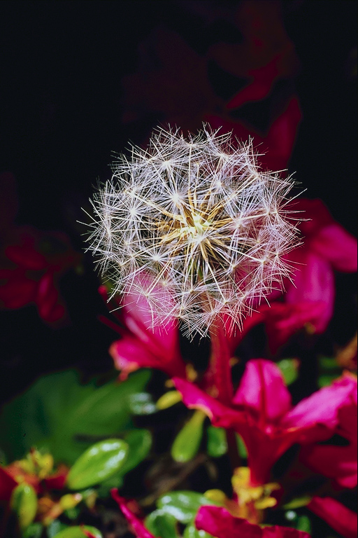  flowers flower    