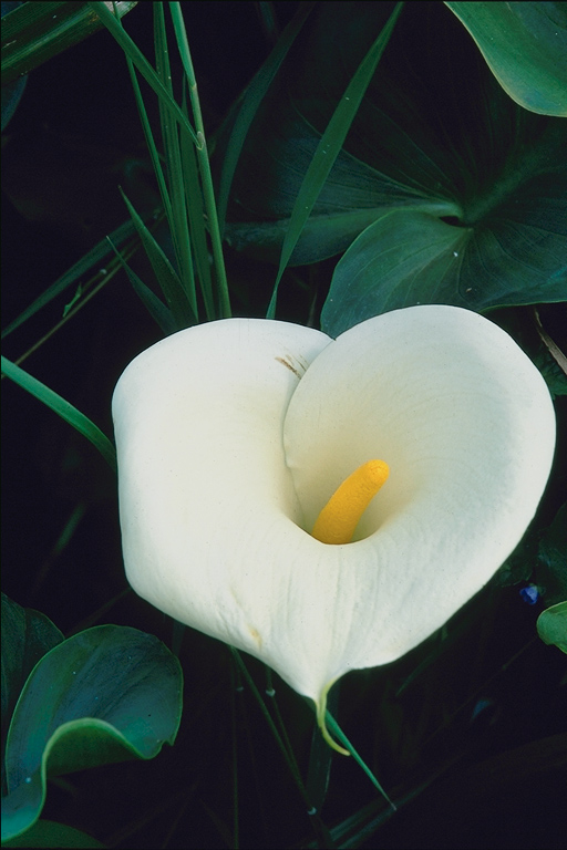  flowers flower    