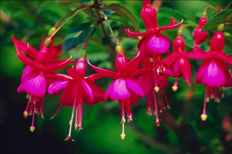  flowers flower    