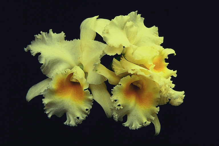  flowers flower    