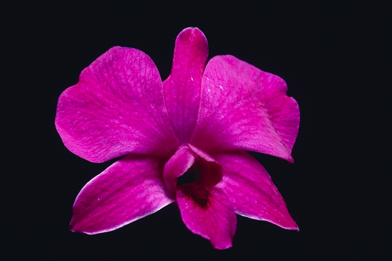  flowers flower    