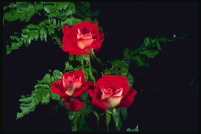  flowers flower    