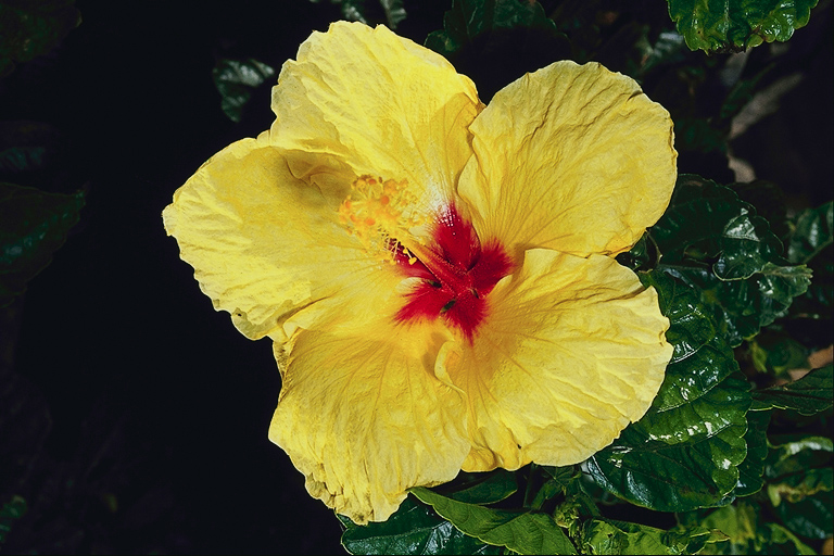  flowers flower    