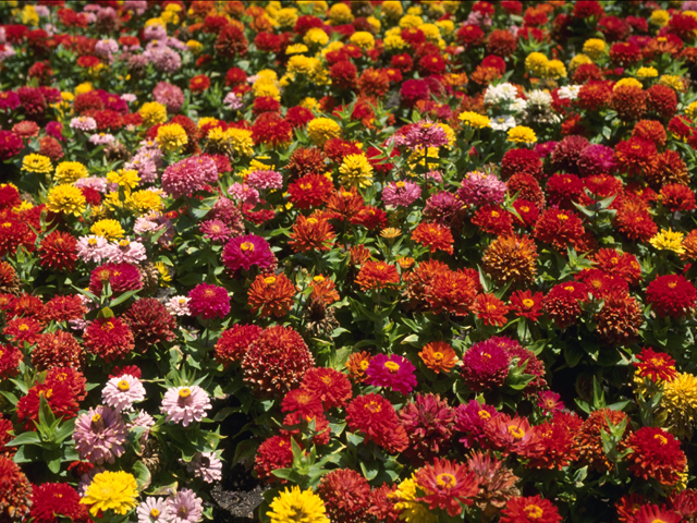  flowers flower    