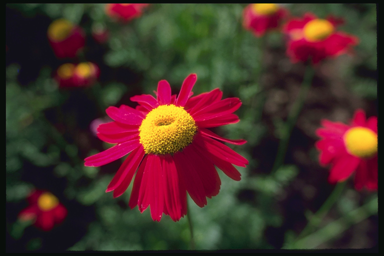  flowers flower    