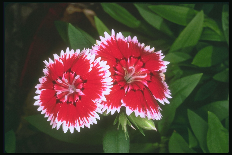  flowers flower    