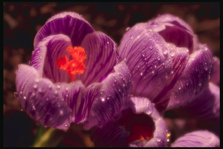  flowers flower    