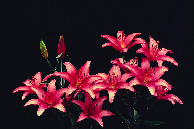  flowers flower    