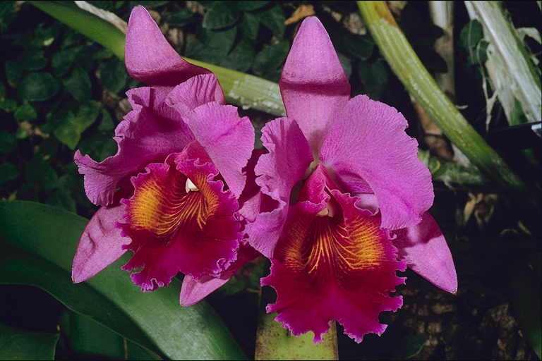  flowers flower    
