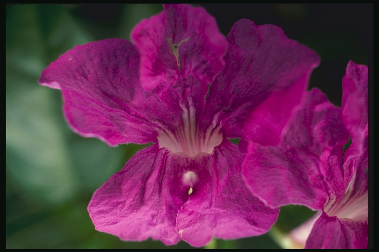  flowers flower    
