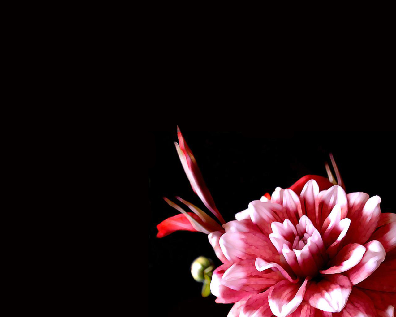  flowers flower    