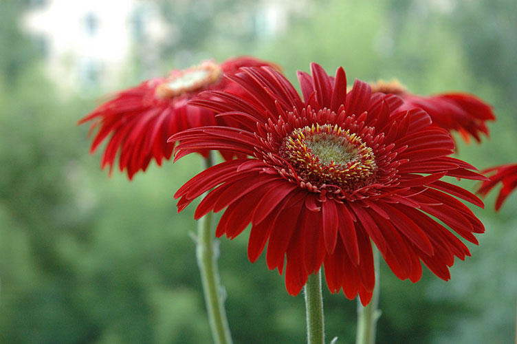  flowers flower    