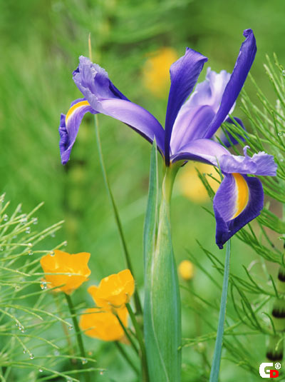  flowers flower    
