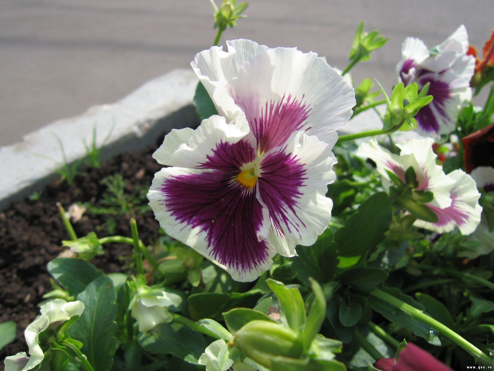  flowers flower    