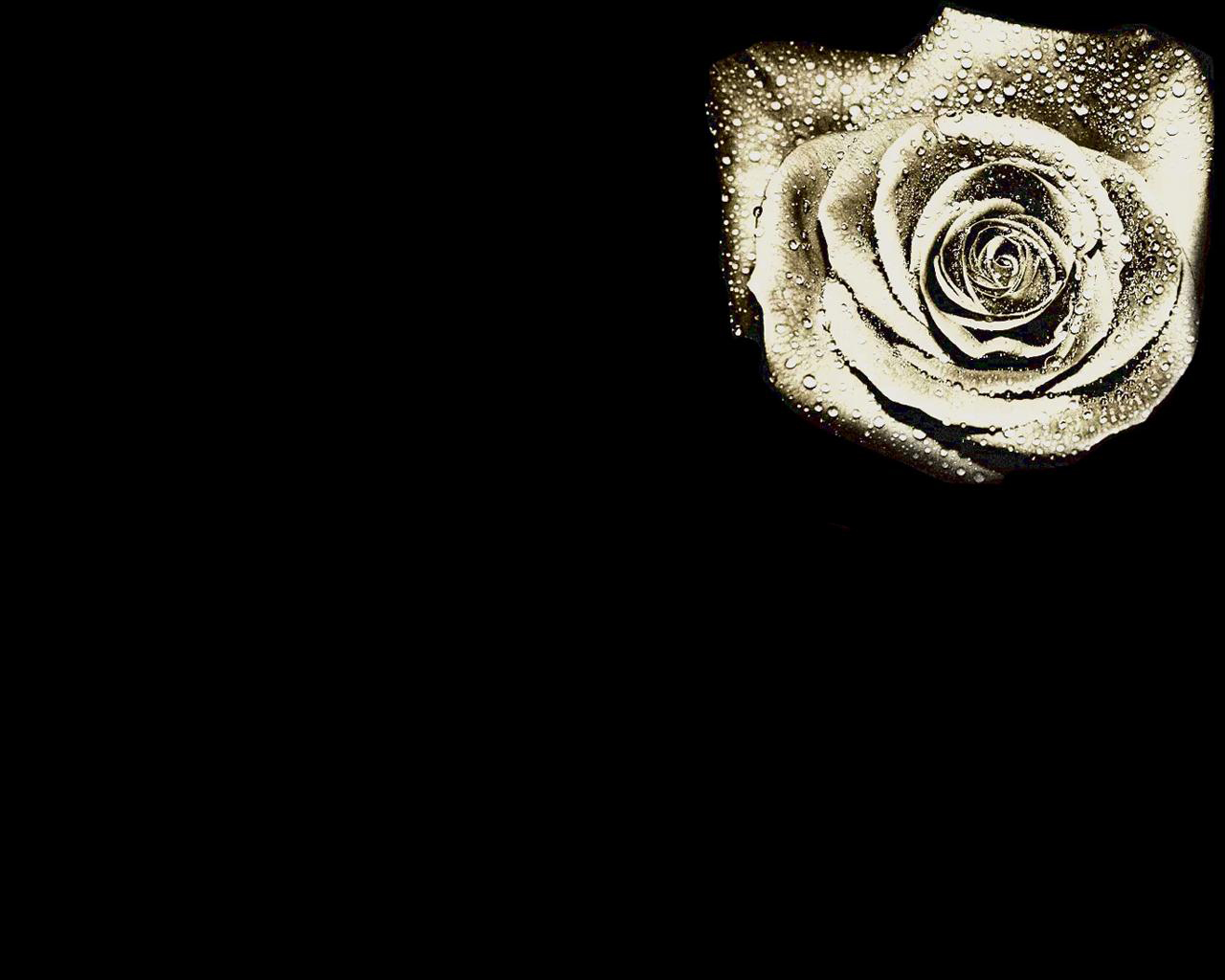  flowers flower    