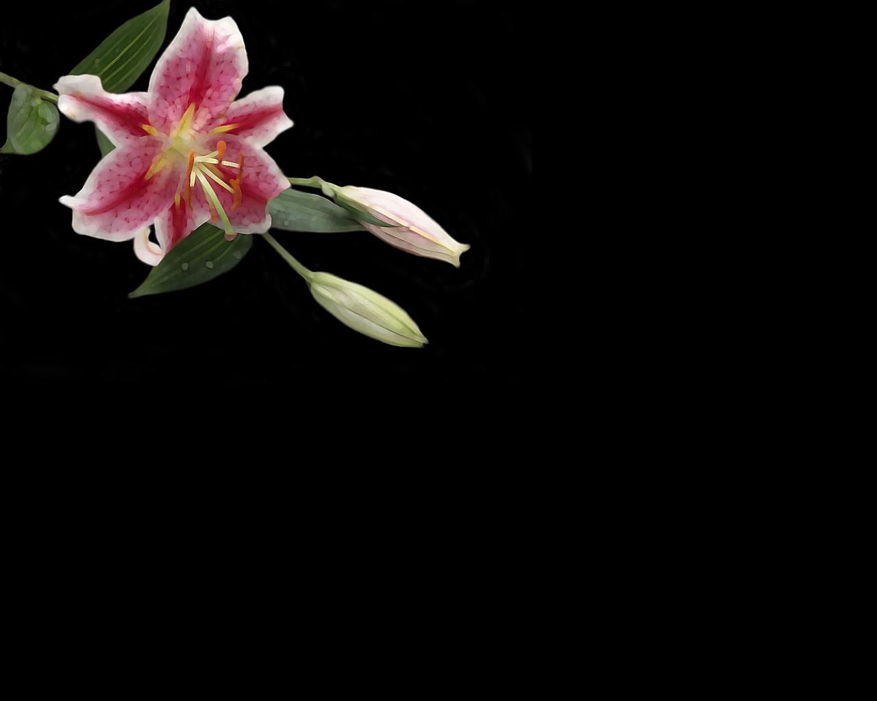  flowers flower    