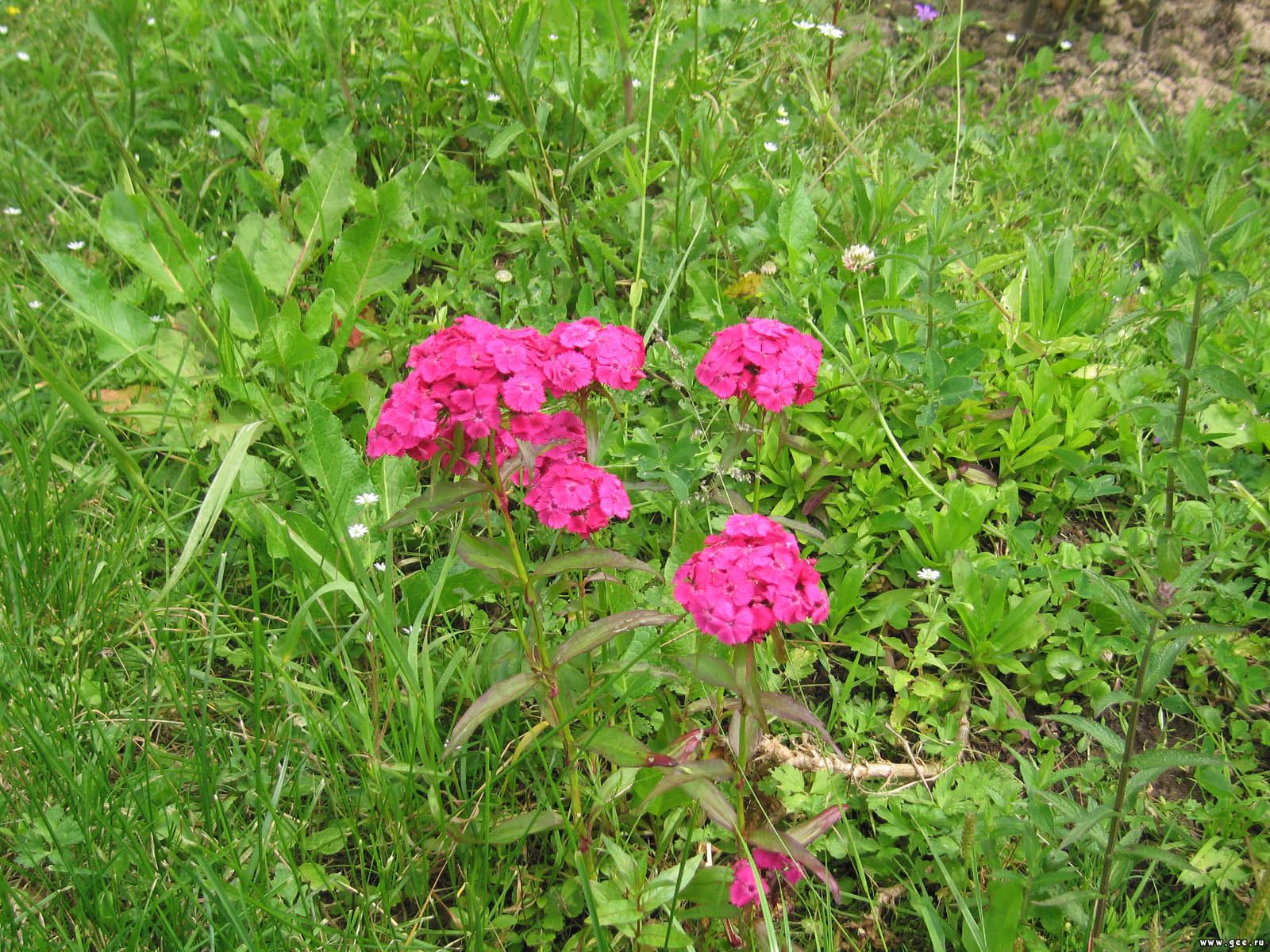  flowers flower    