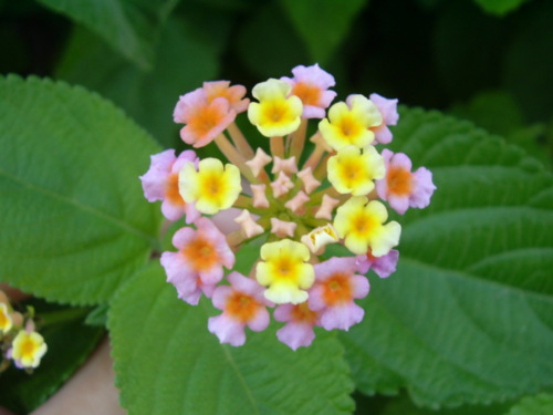  flowers flower    