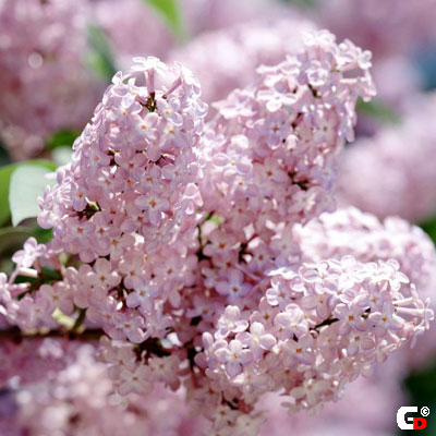  flowers flower    