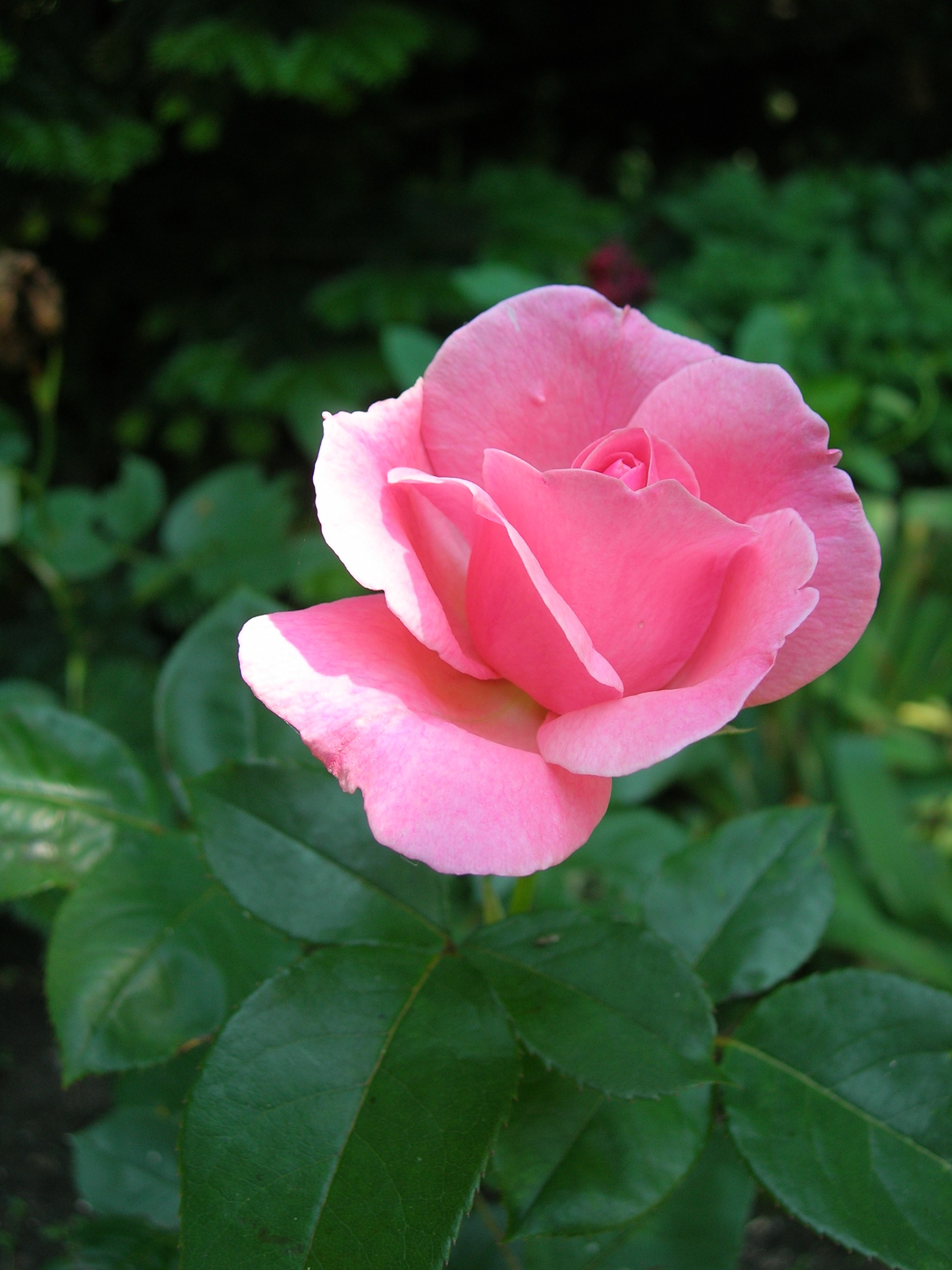  flowers flower    