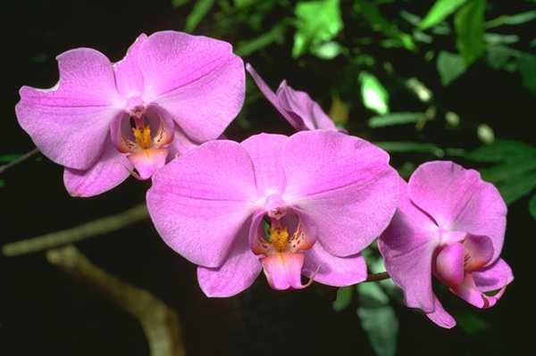  flowers flower    