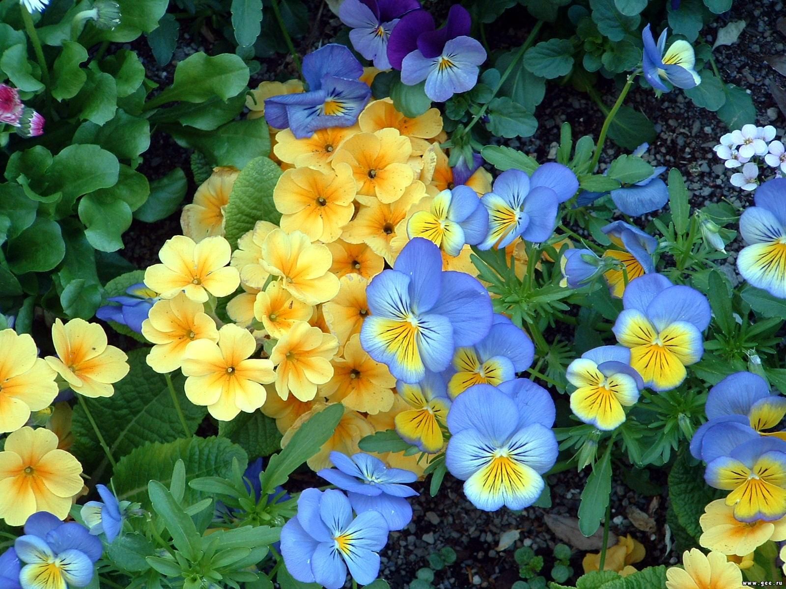  flowers flower    
