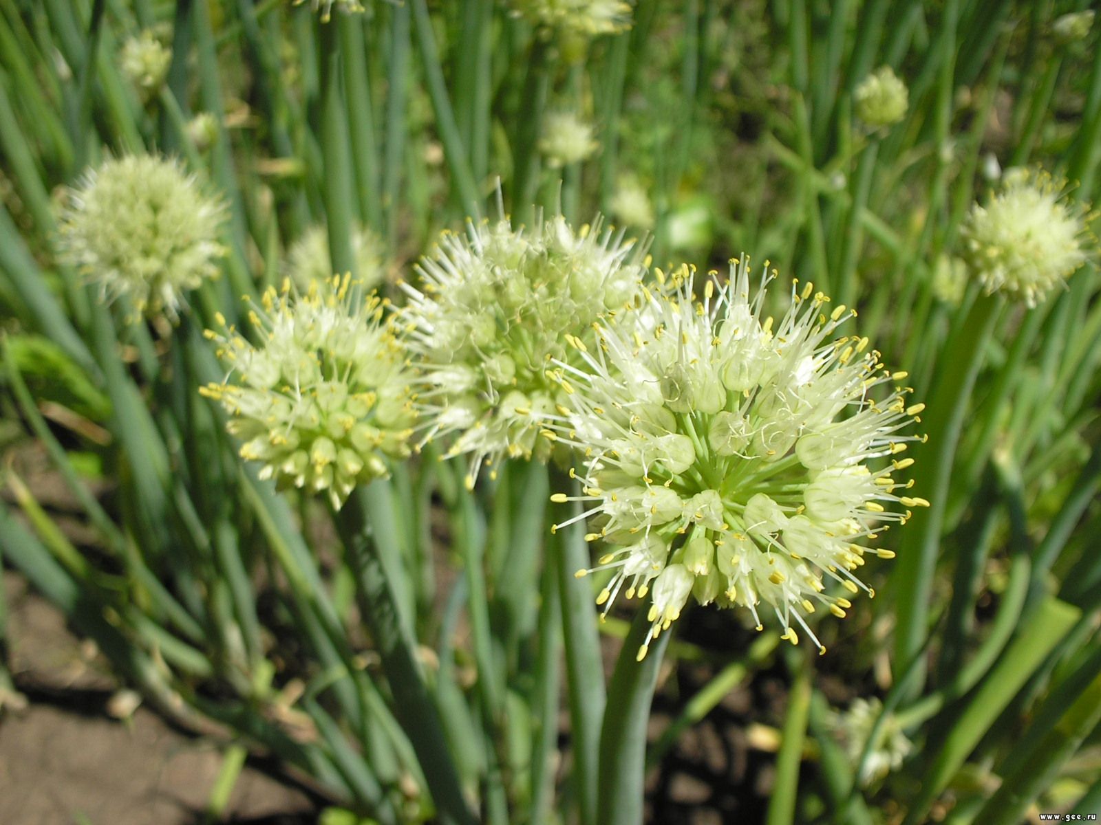  flowers flower    
