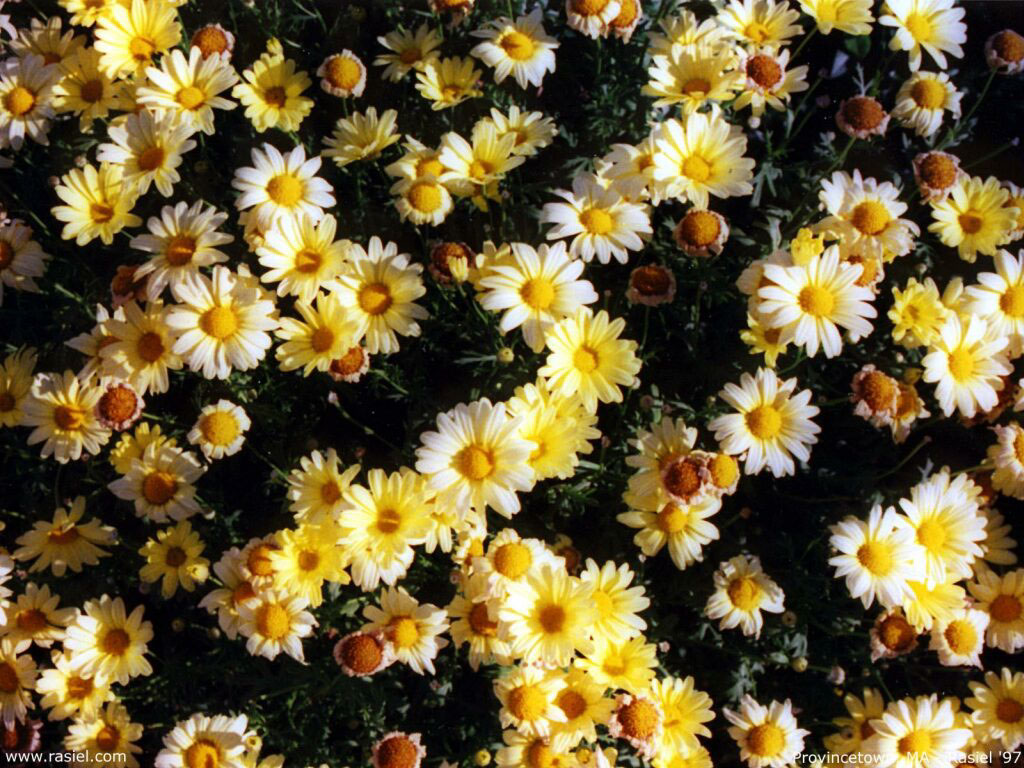  flowers flower    