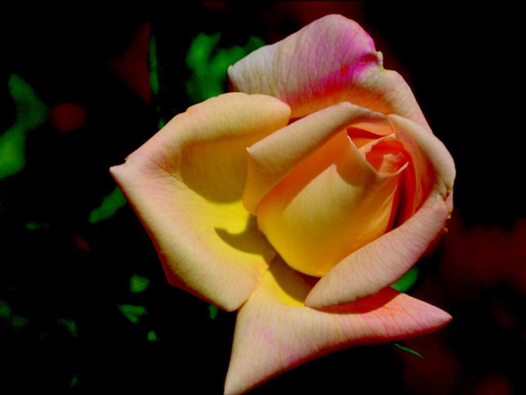  flowers flower    