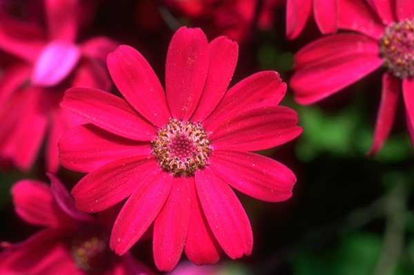  flowers flower    