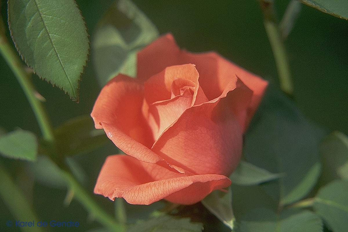  flowers flower    