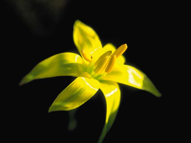  flowers flower    
