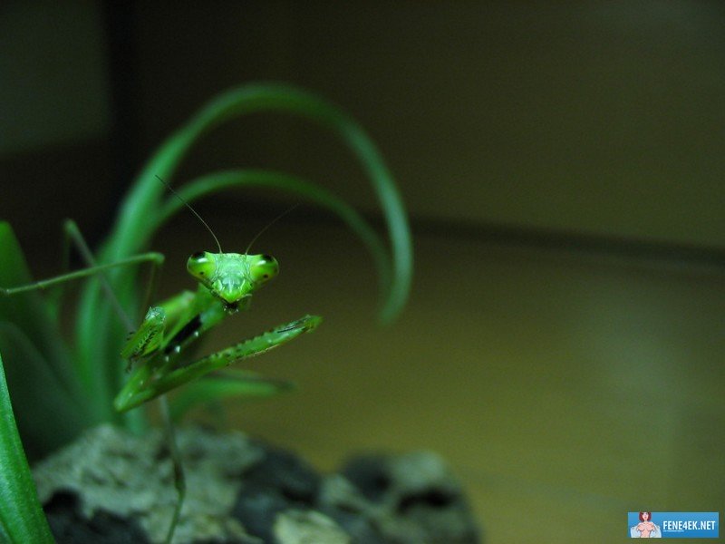 ���� ����� 3 