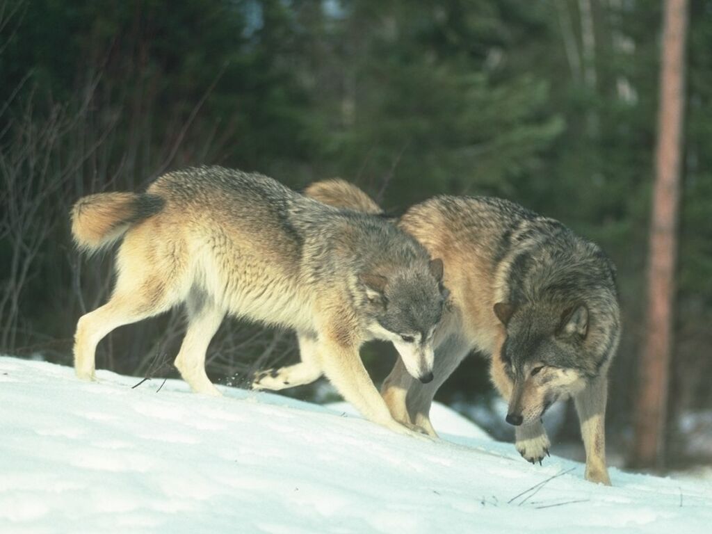 ��������� �������� �������� 