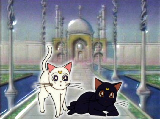     moon cat artemis diana cats    