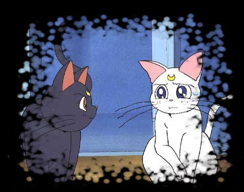     moon cat artemis diana cats    