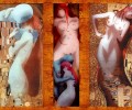 Elfen lied /    /  / maxiol_elfienlied_68658_.jpg