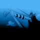 One Piece / ワンピース /  (characters) / Usopp / maxiol_one_piece_Usopp_160353_.jpg