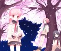 Sakura Musubi /  / maxiol_sakura_musubi_128221_.jpg