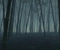 wallpapers_wide ( ) /  / maxiol_wallpapers_wide_133741_.jpg